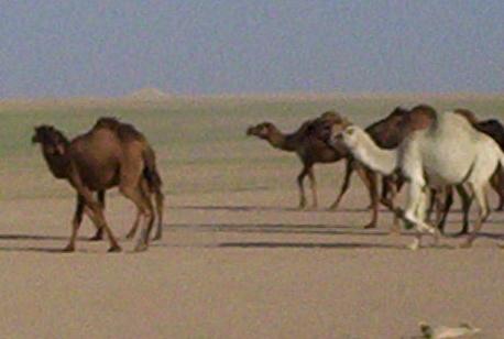 Photograph of camels in Iraq, taken by an American soldier of C Co, 1/252 Army Reserve Battalion . Logo for the M203.com presentation entitled Critters.