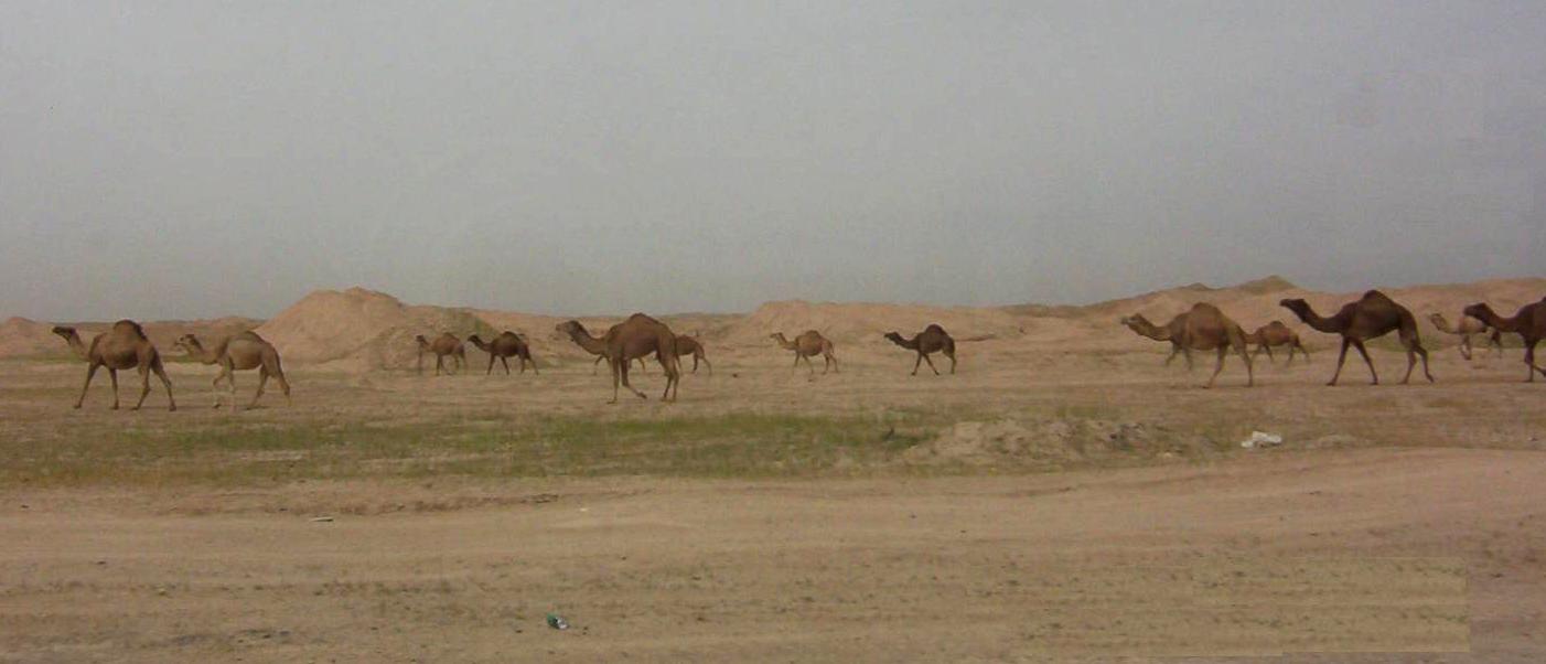 Photograph of a herd of camels in the desert of Iraq. Photograph by an American soldier of C Co, 1/252 Army Reserve Battalion. 