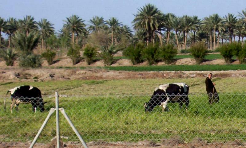 Photograph of a woman tending to her cows in Iraq. Photograph by an American soldier of C Co, 1/252 Army Reserve Battalion. 