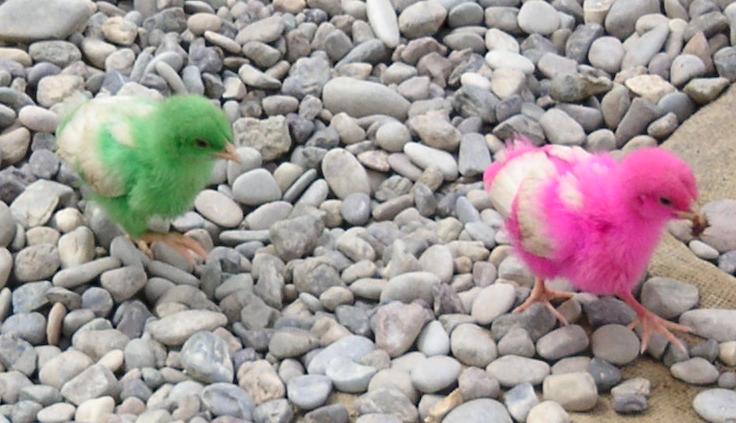 Photograph of two birds in Iraq. Photograph by an American soldier of C Co, 1/252 Army Reserve Battalion. 