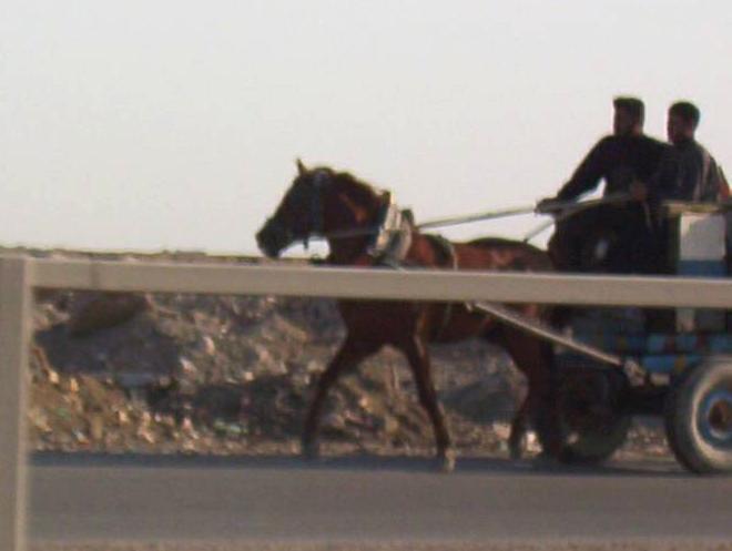 Photograph of a horse drawn wagon in Iraq. Photograph by an American soldier of C Co, 1/252 Army Reserve Battalion. 